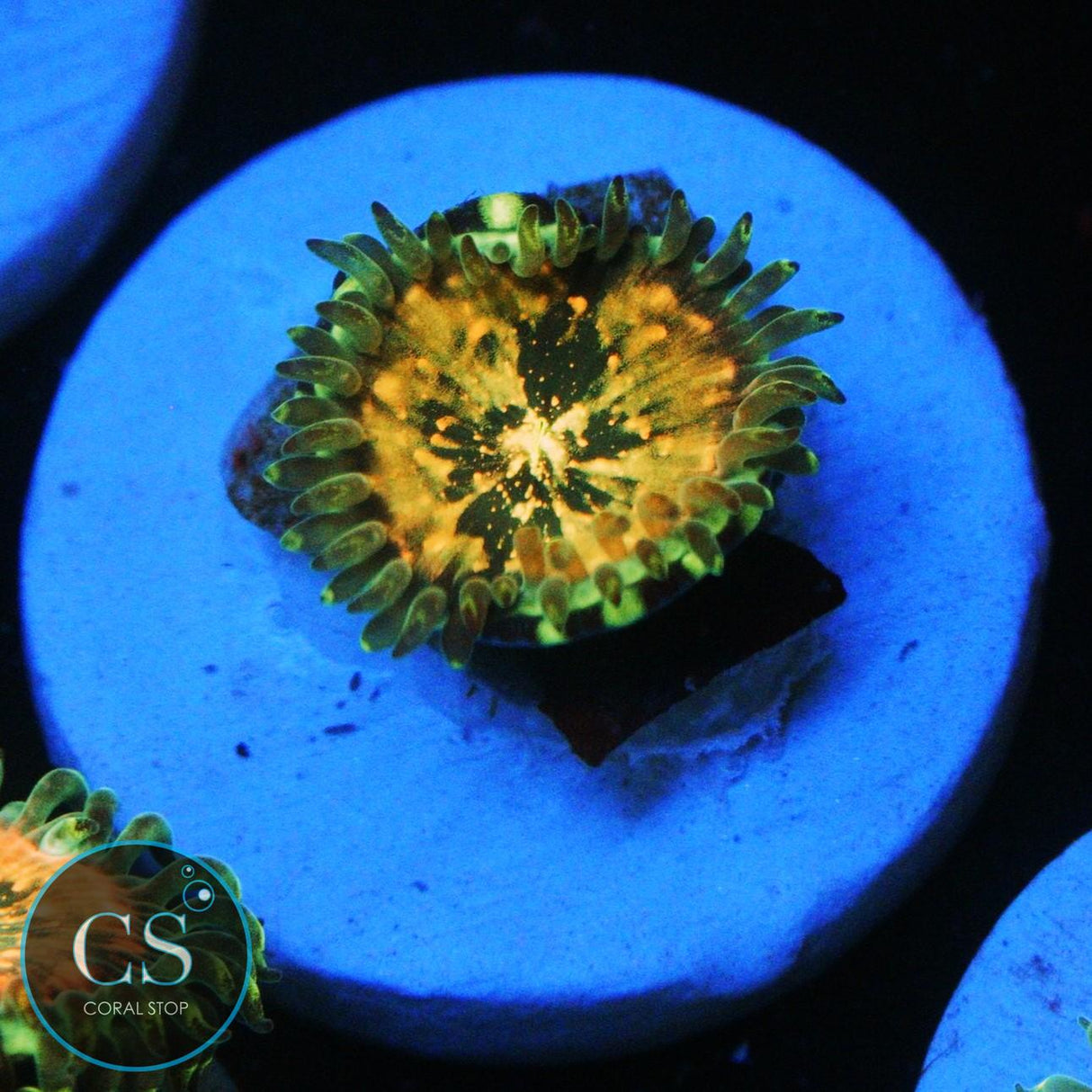 HAWAIIAN DING DANG ZOA