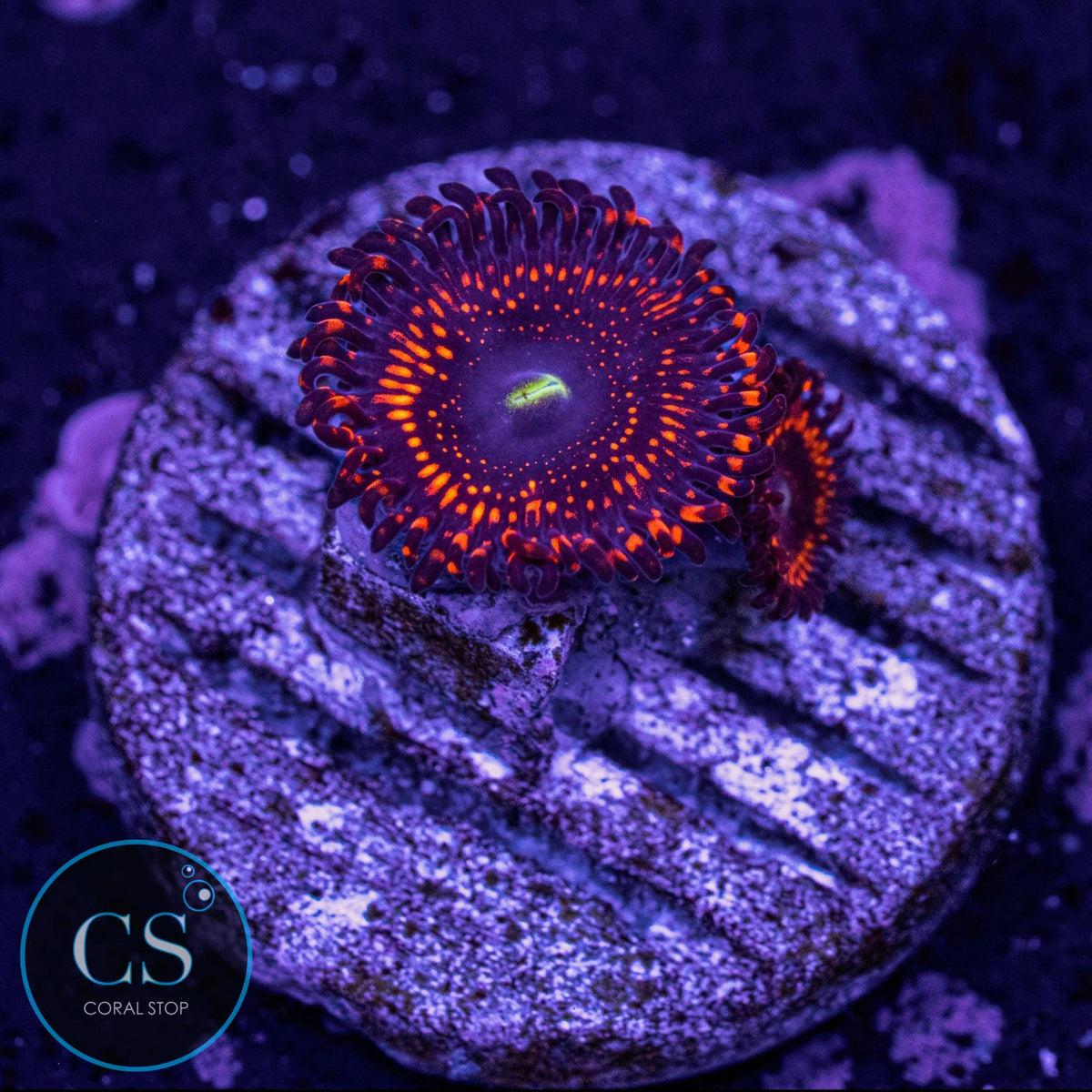 WWC Illuminati Zoa