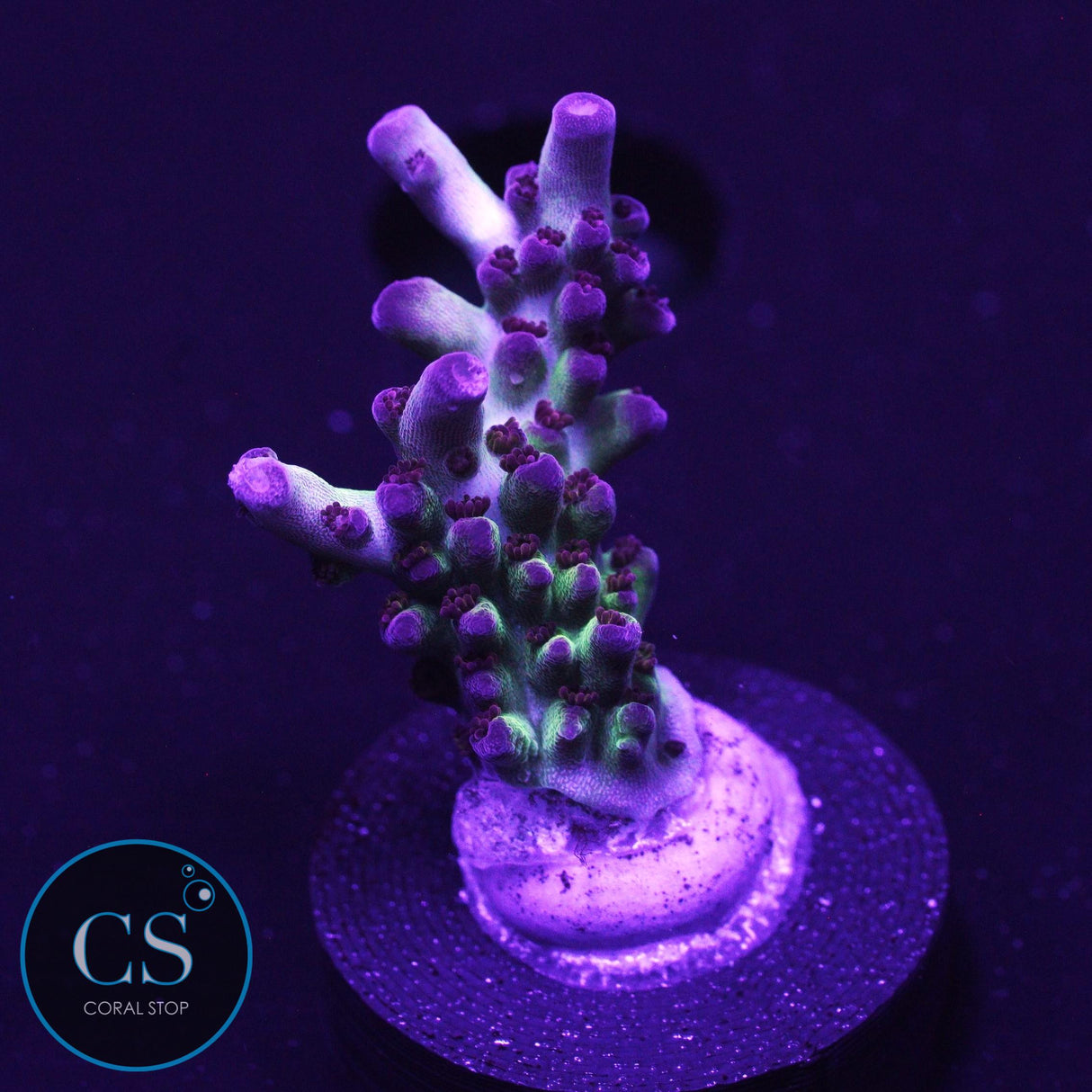 POTO Fairy Bread Acro