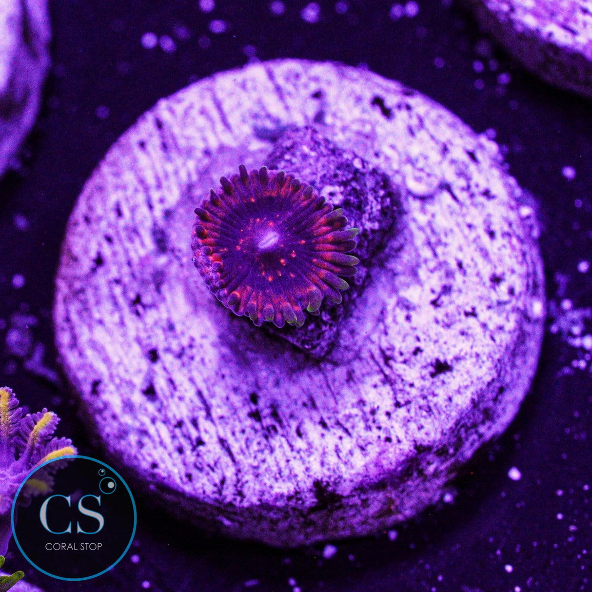 NEW RELEASE CS Fiery Hallucination Zoa