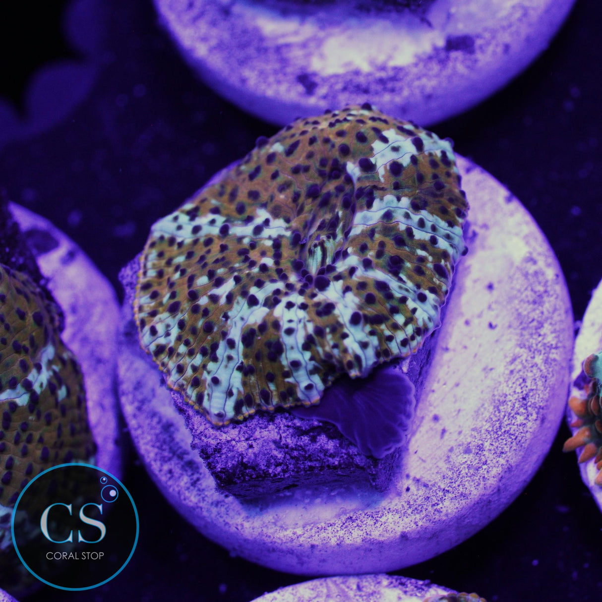 LEOPARD DISCO MUSHROOM