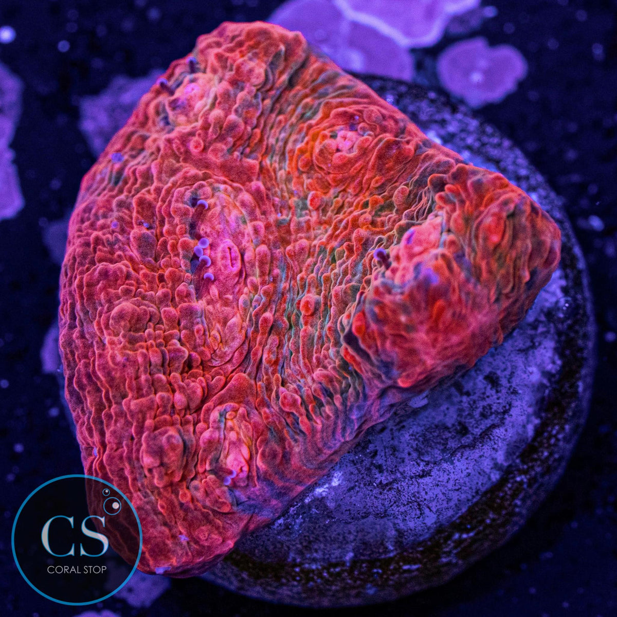 Pink Kryptonite Chalice