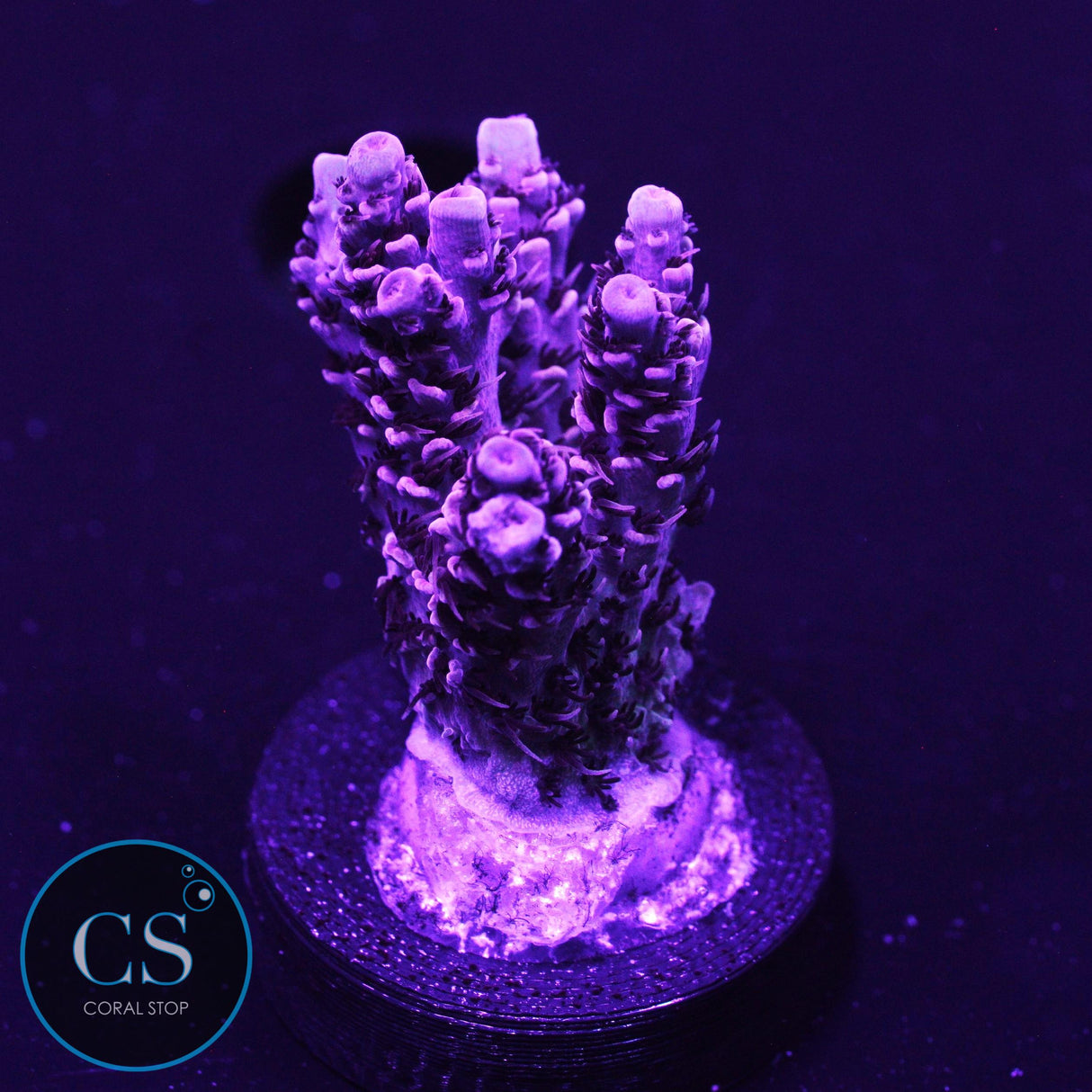 TSA Rainbow Sherbert Acro