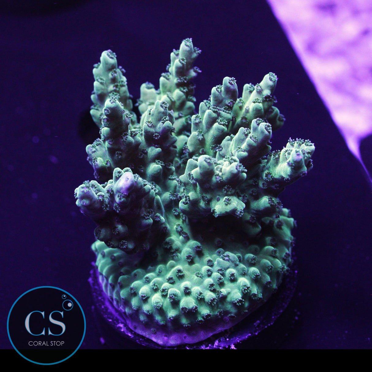 SBB Grasshopper Acro