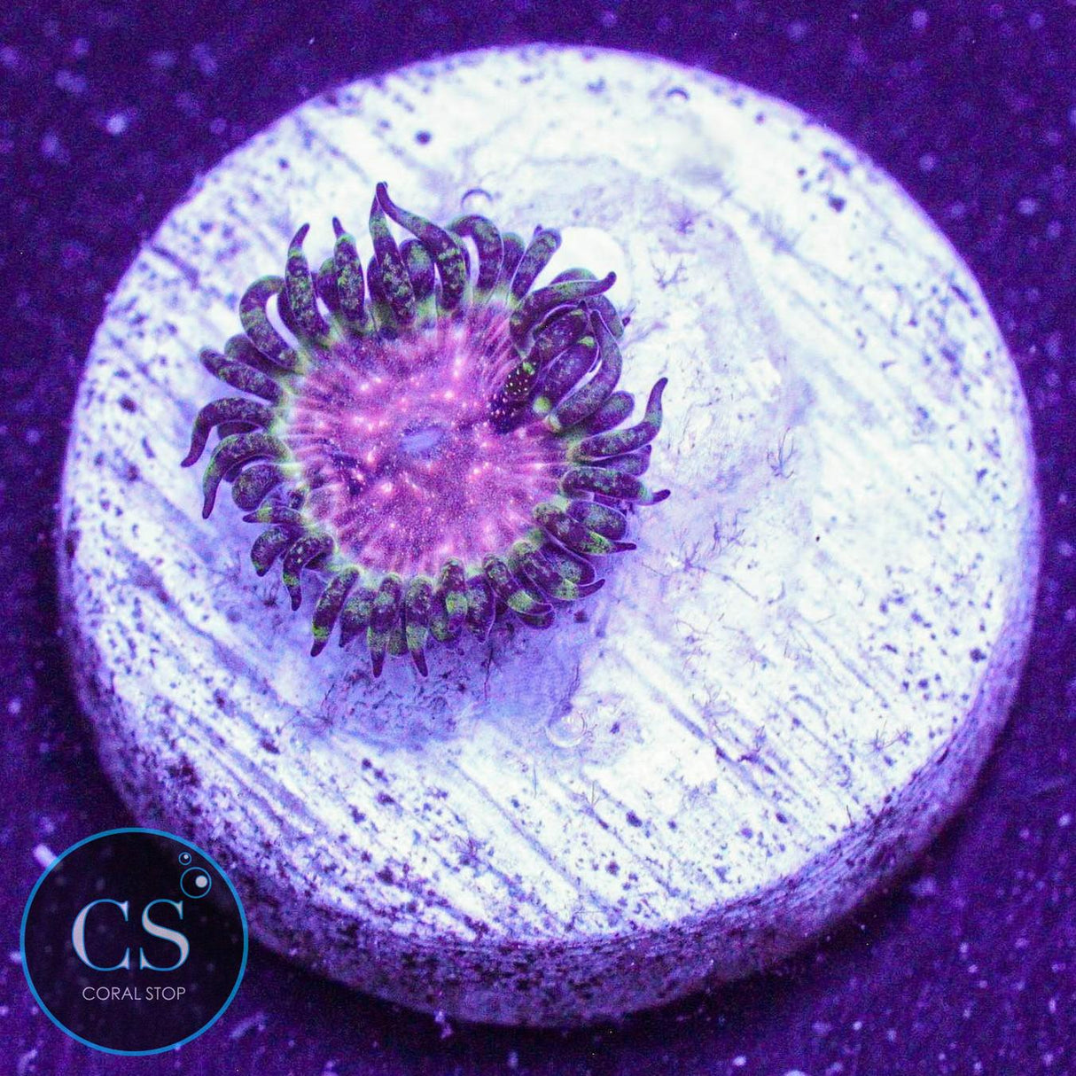 Strawberry Wine Zoa