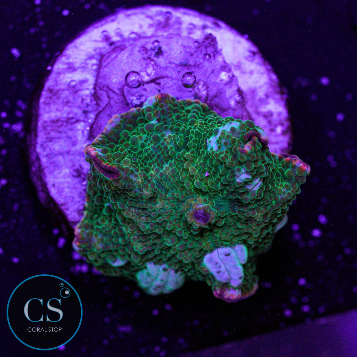 The Grinch Disco Mushroom