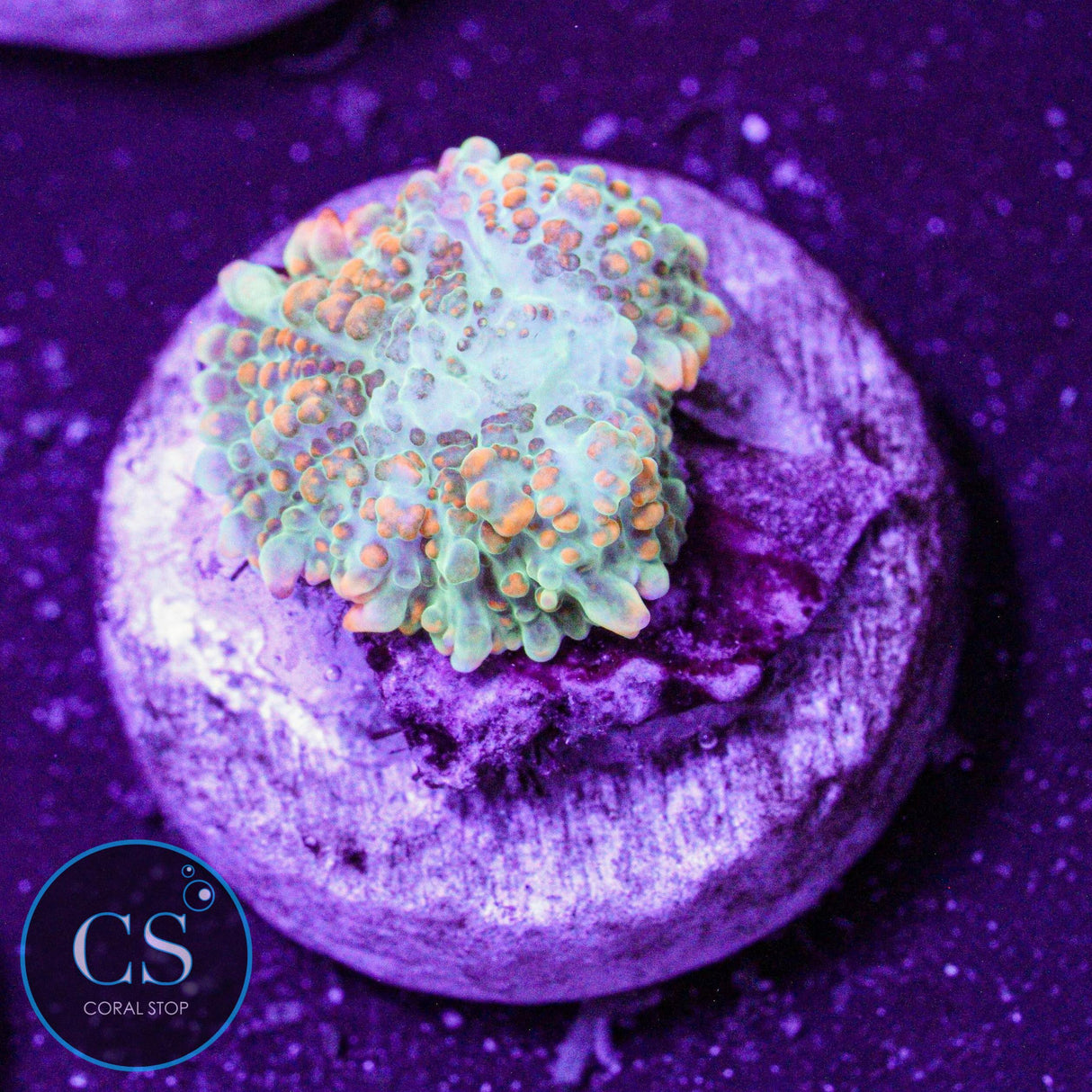 Ultra Tequila Sunrise Mushroom