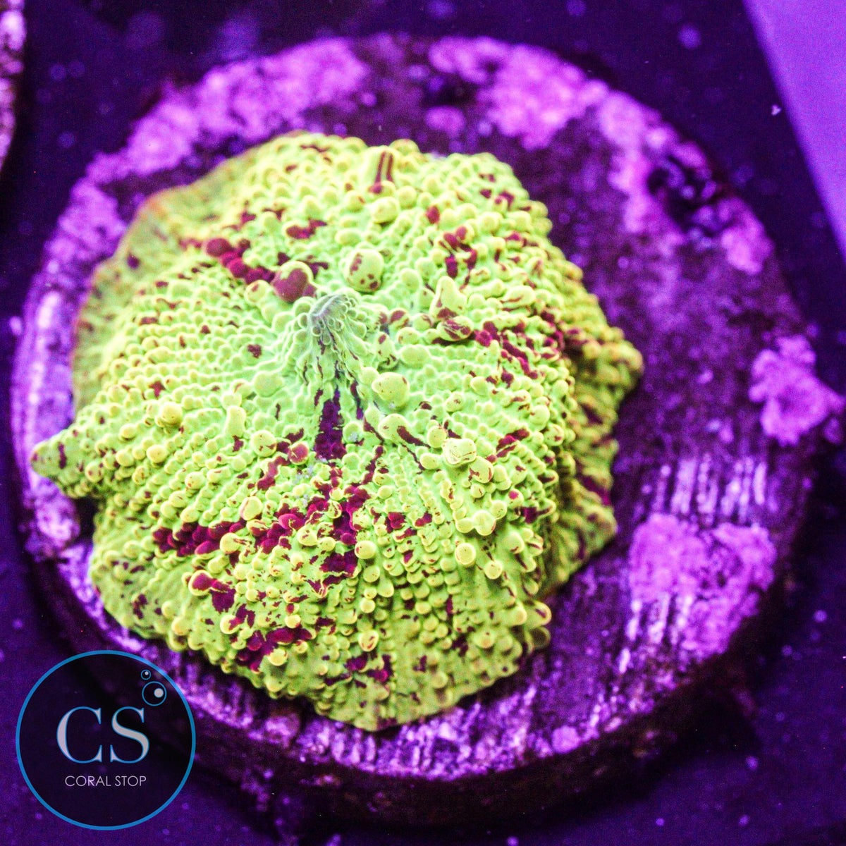 Super Yellow Eclectus Jawbreaker Mushroom