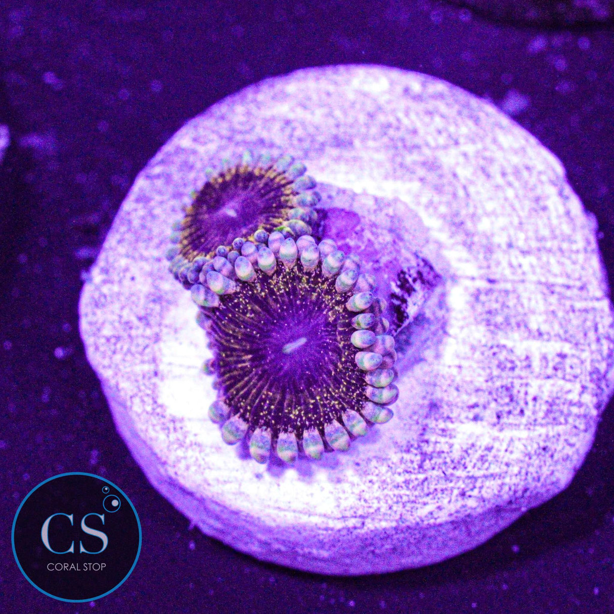 Solar Circus Zoa