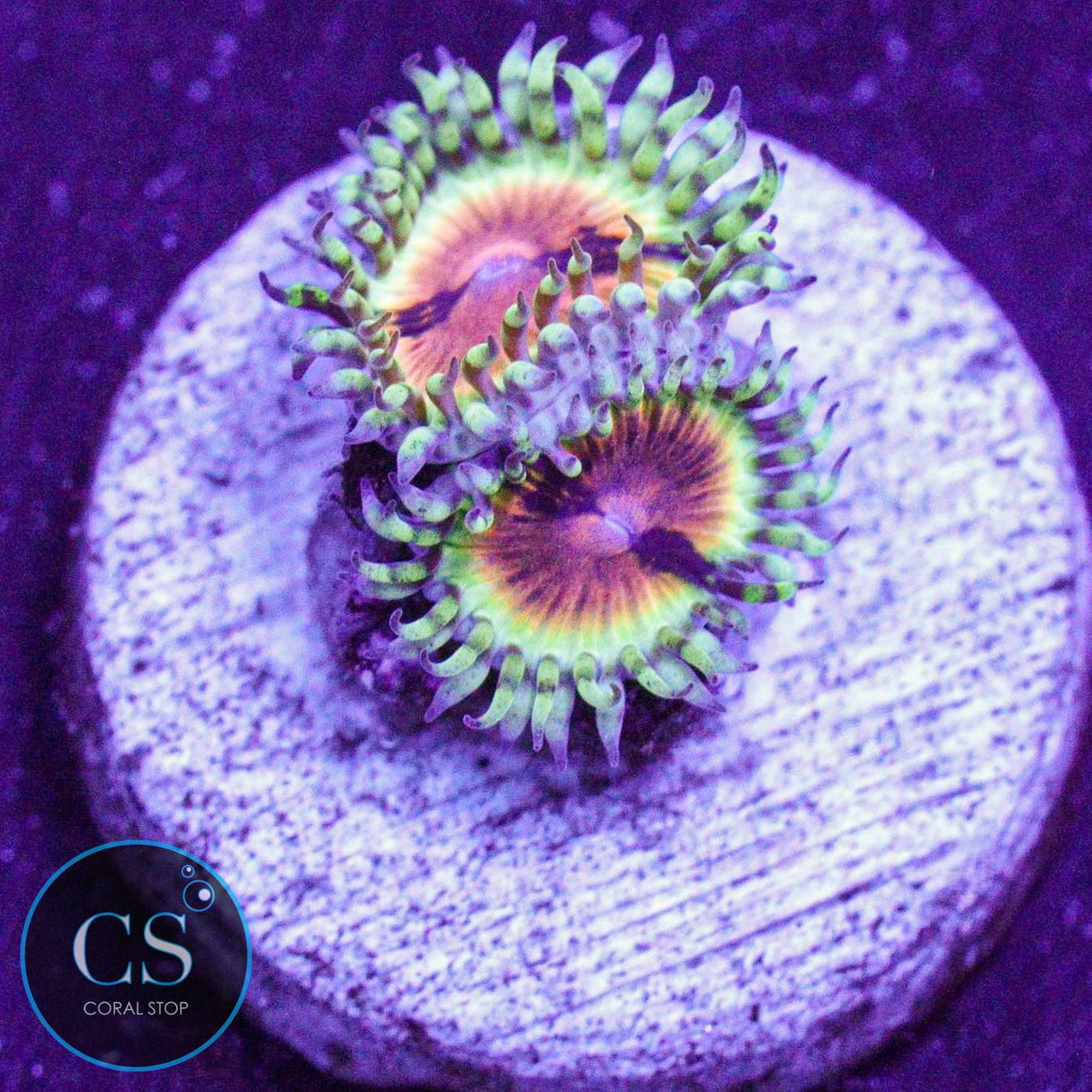 JF Bloodshot Zoa