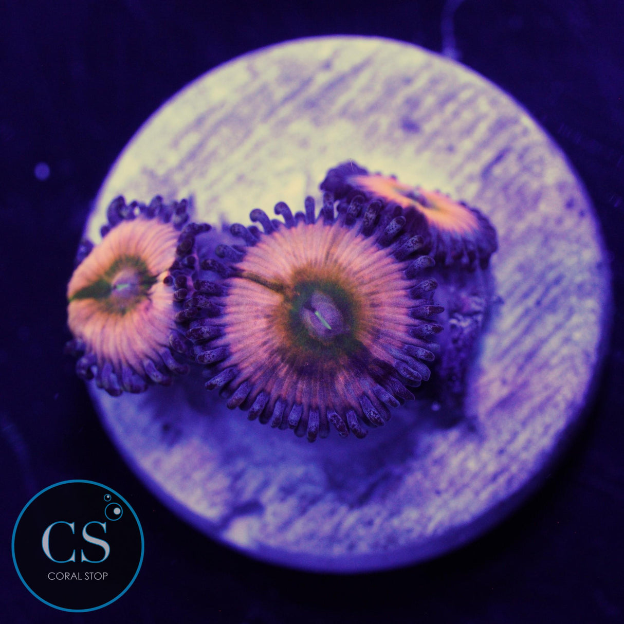 JF RAINBOWS INFUSION ZOA