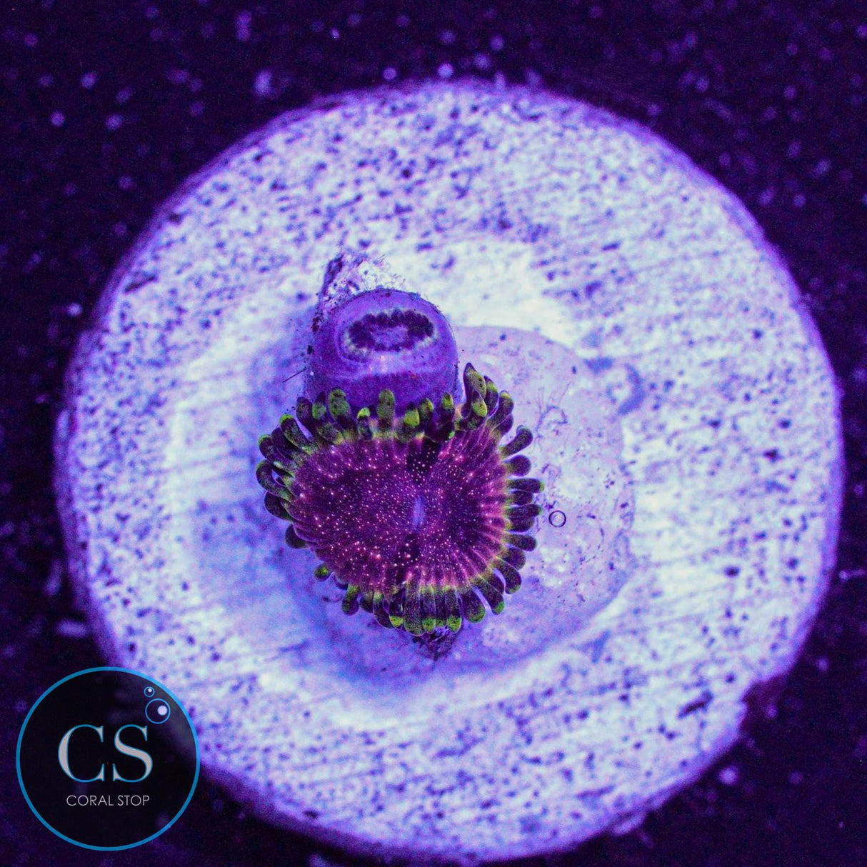 Strawberry Wine Zoa