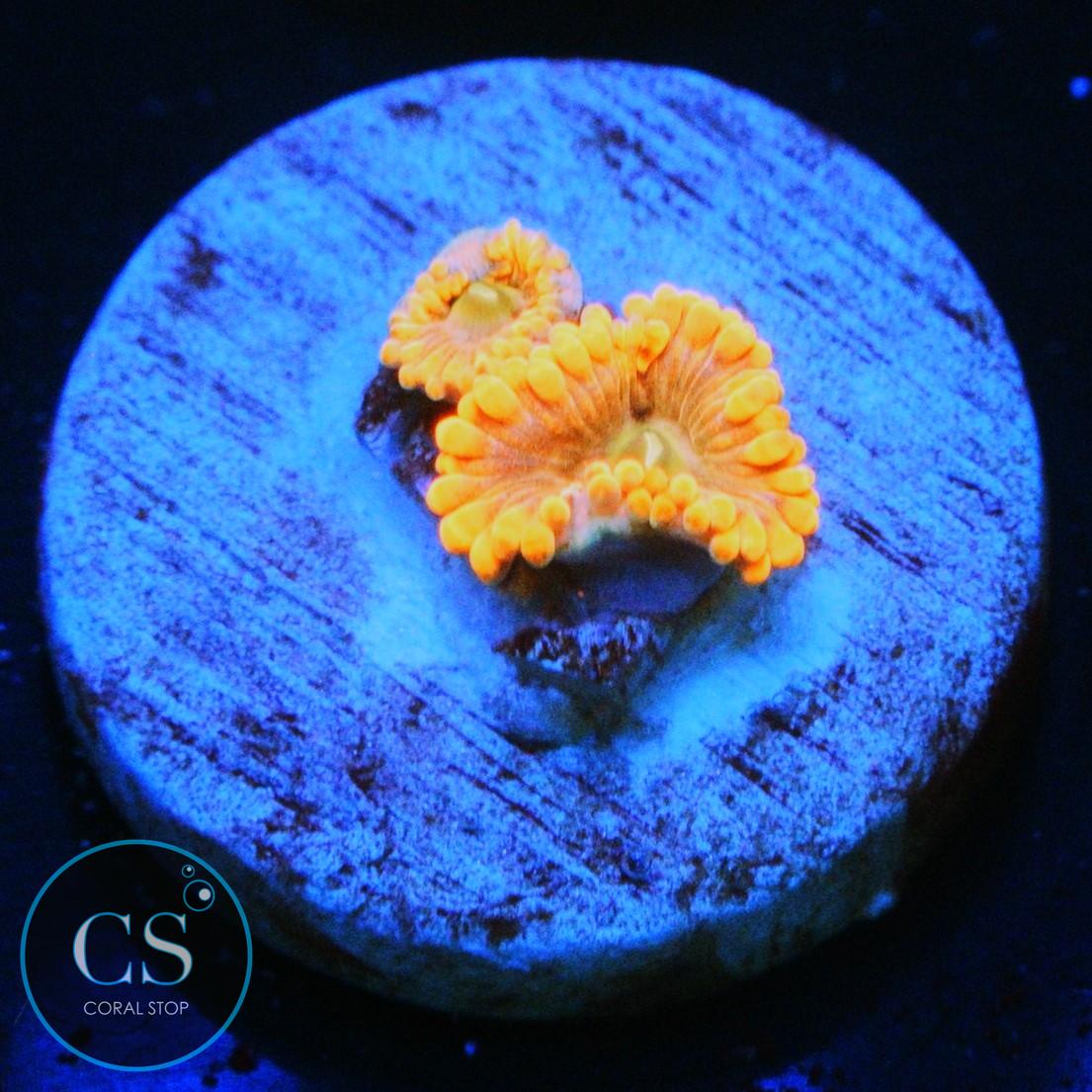 FRUIT PUNCH ZOA
