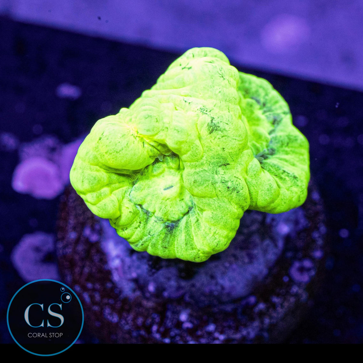 Kryptonite Candy Cane