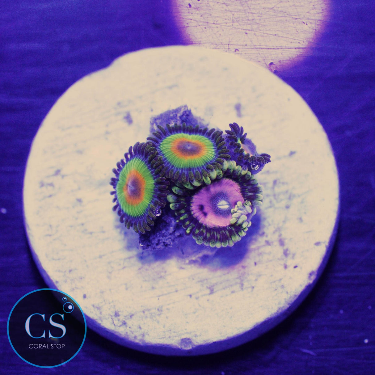 RASTA PINK DIAMOND COMBO ZOA