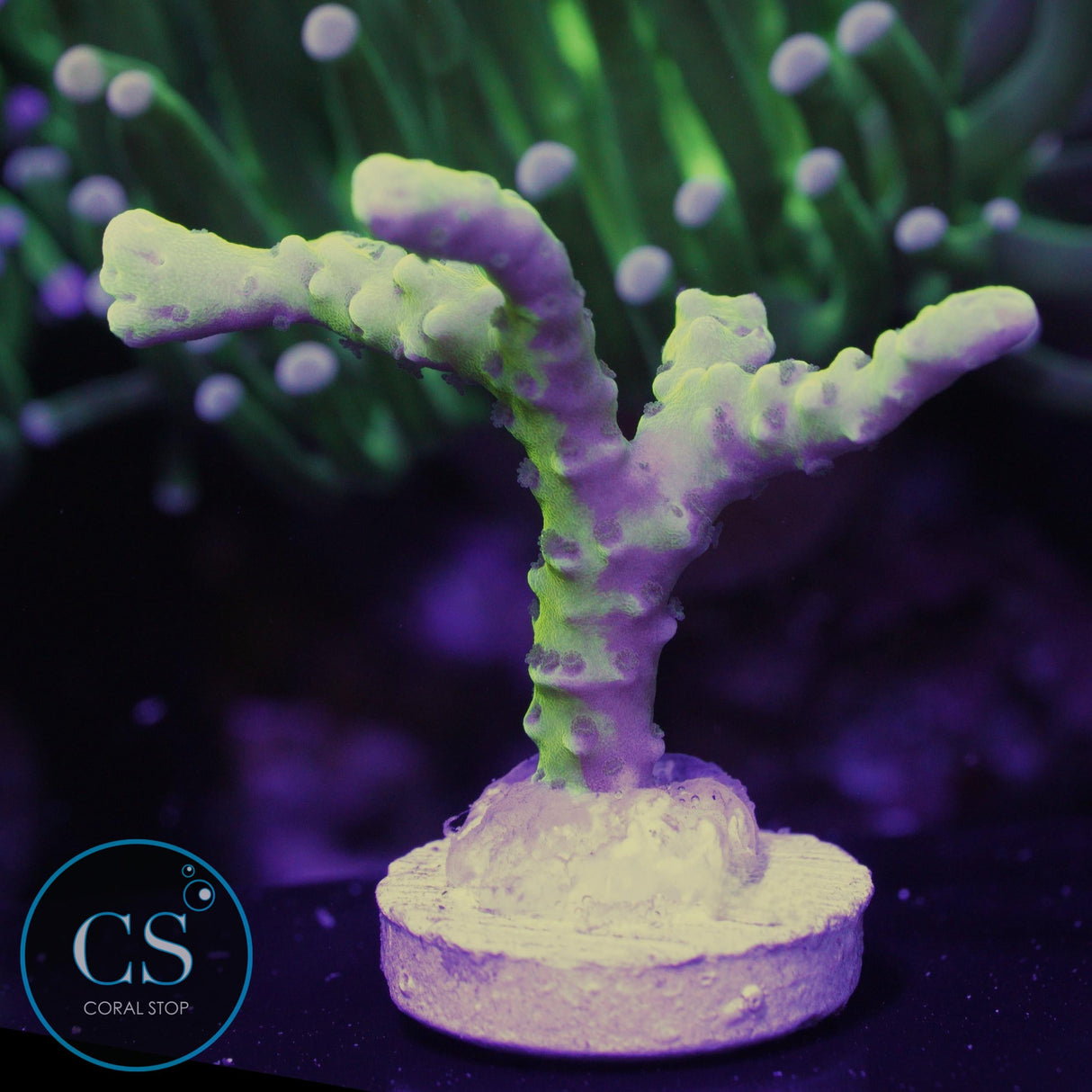 Goldenrod Anacropora