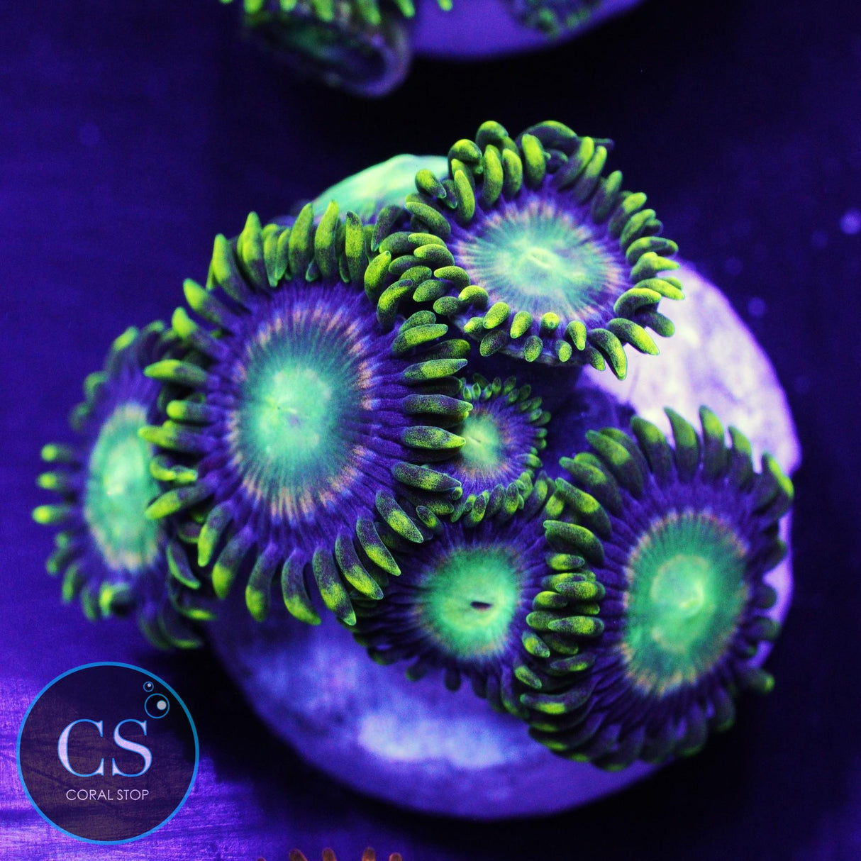 Radioactive Dragon Eye Zoa