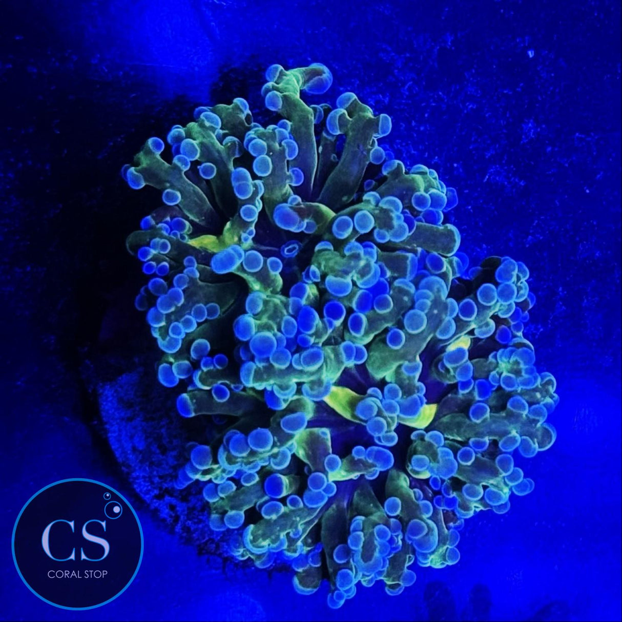 DARK OG FROGSPAWN