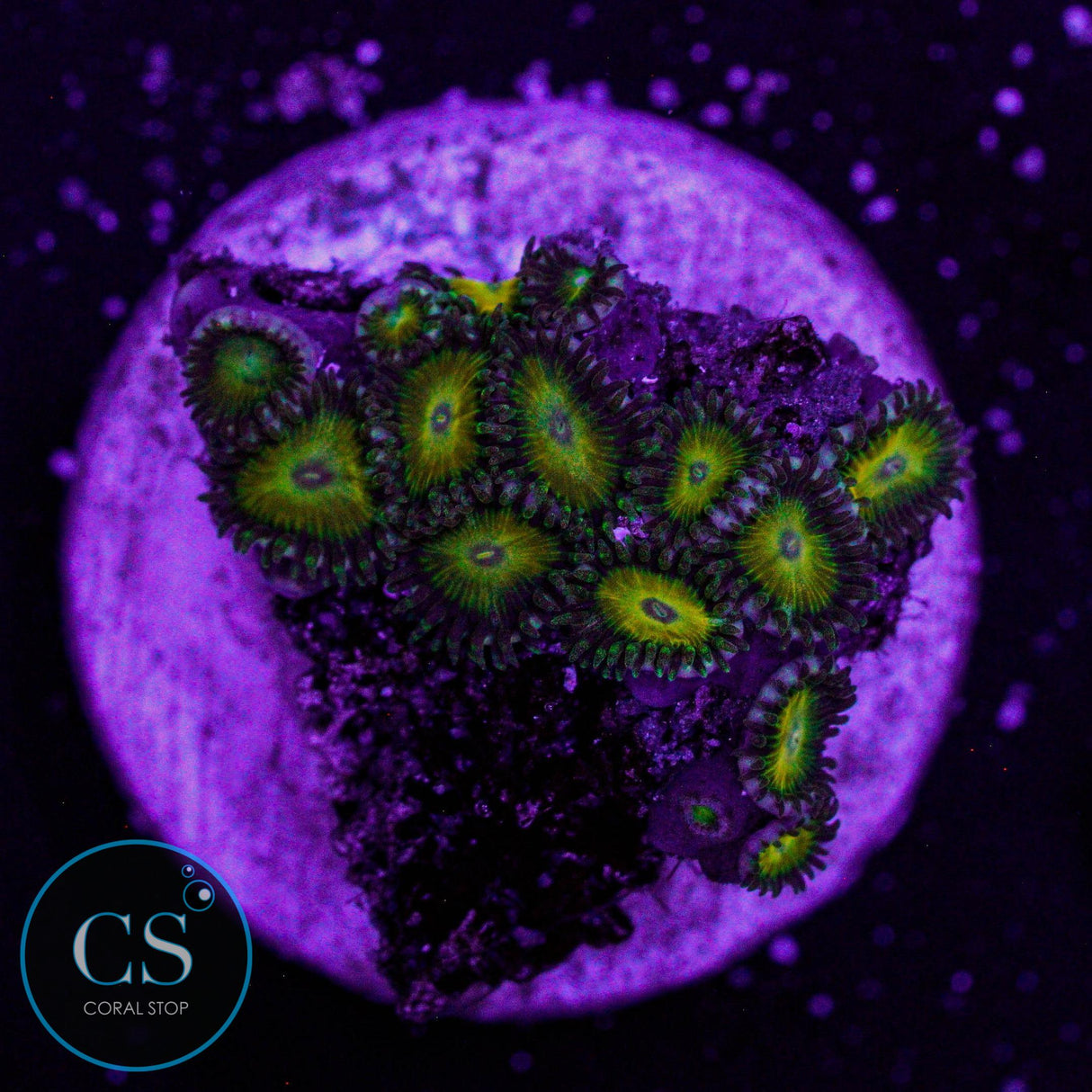 CS Coop Sauce Zoa