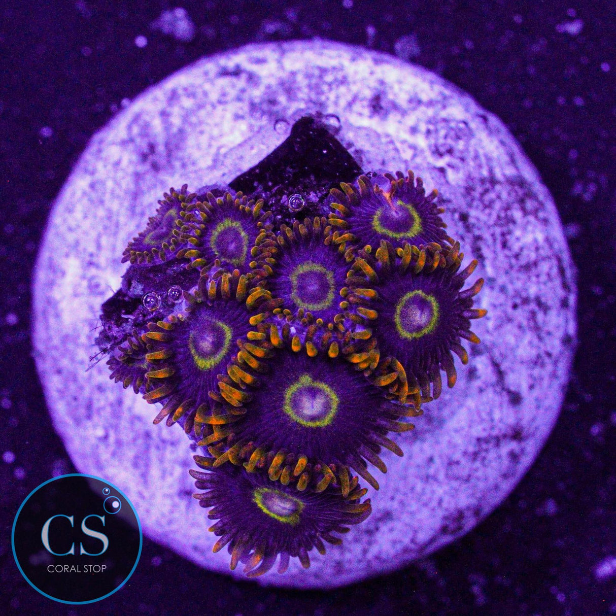 Rainbow Hornet Zoa