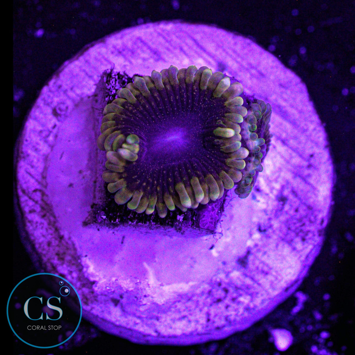 Mesosphere Zoa