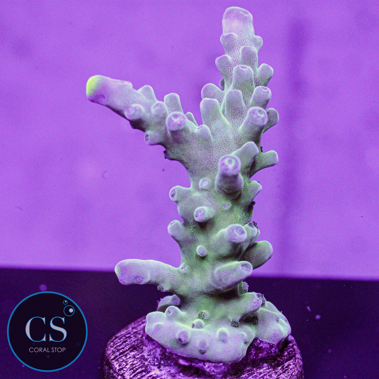 WWC Yellow Tip Acro