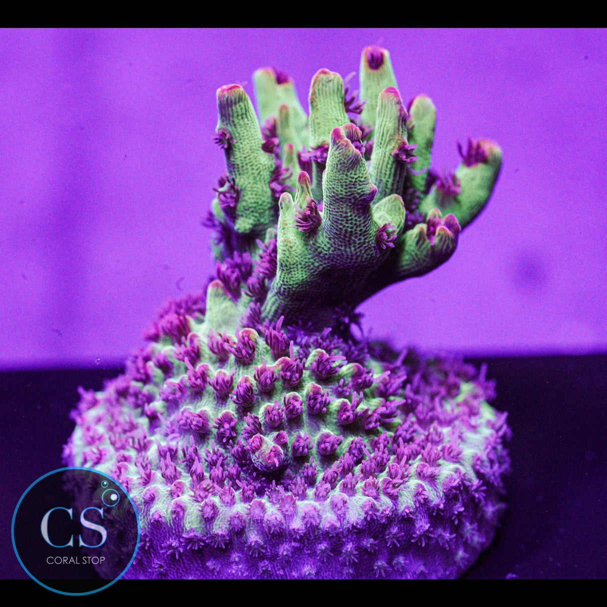 WWC Strip Tease Acro