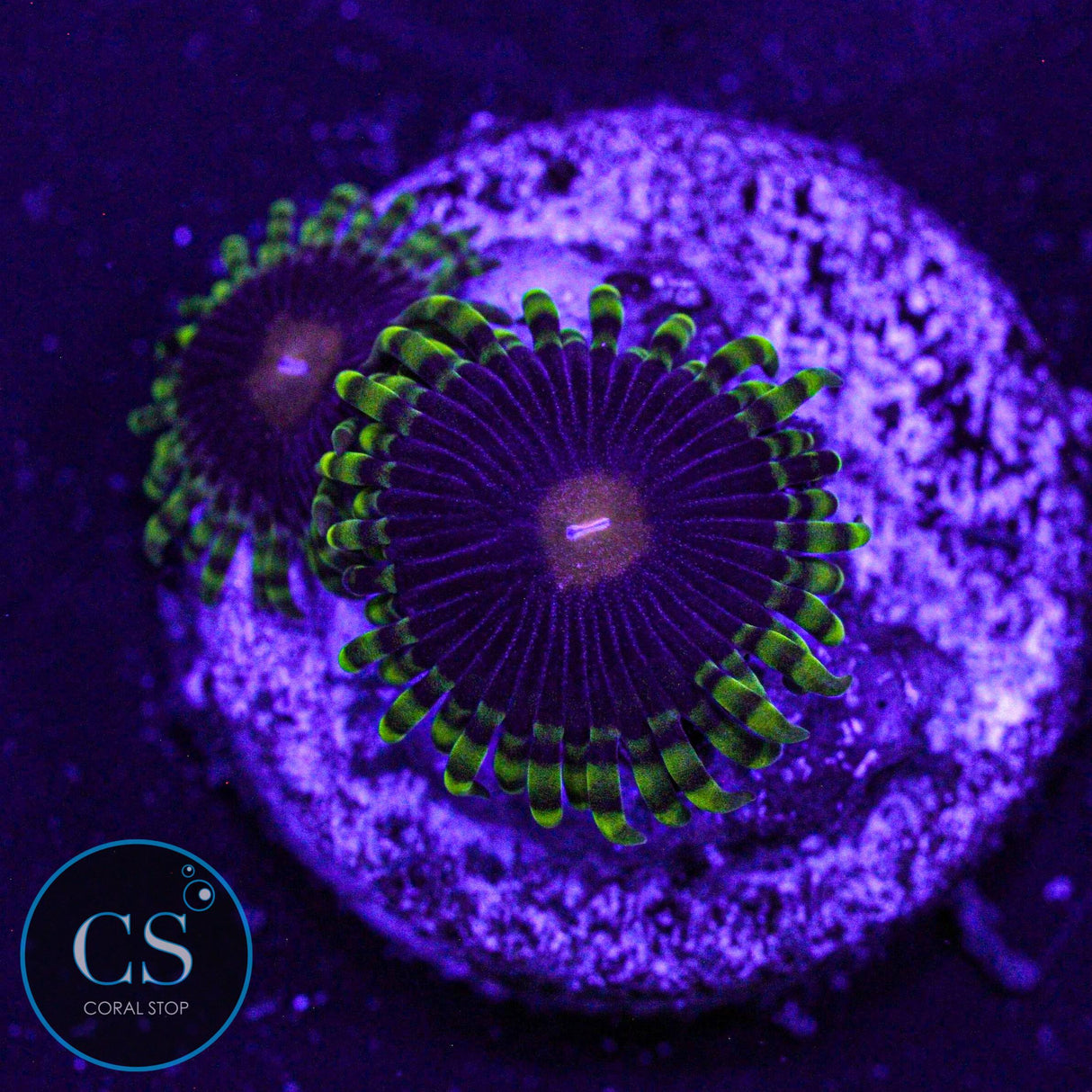 Widow Maker Zoa