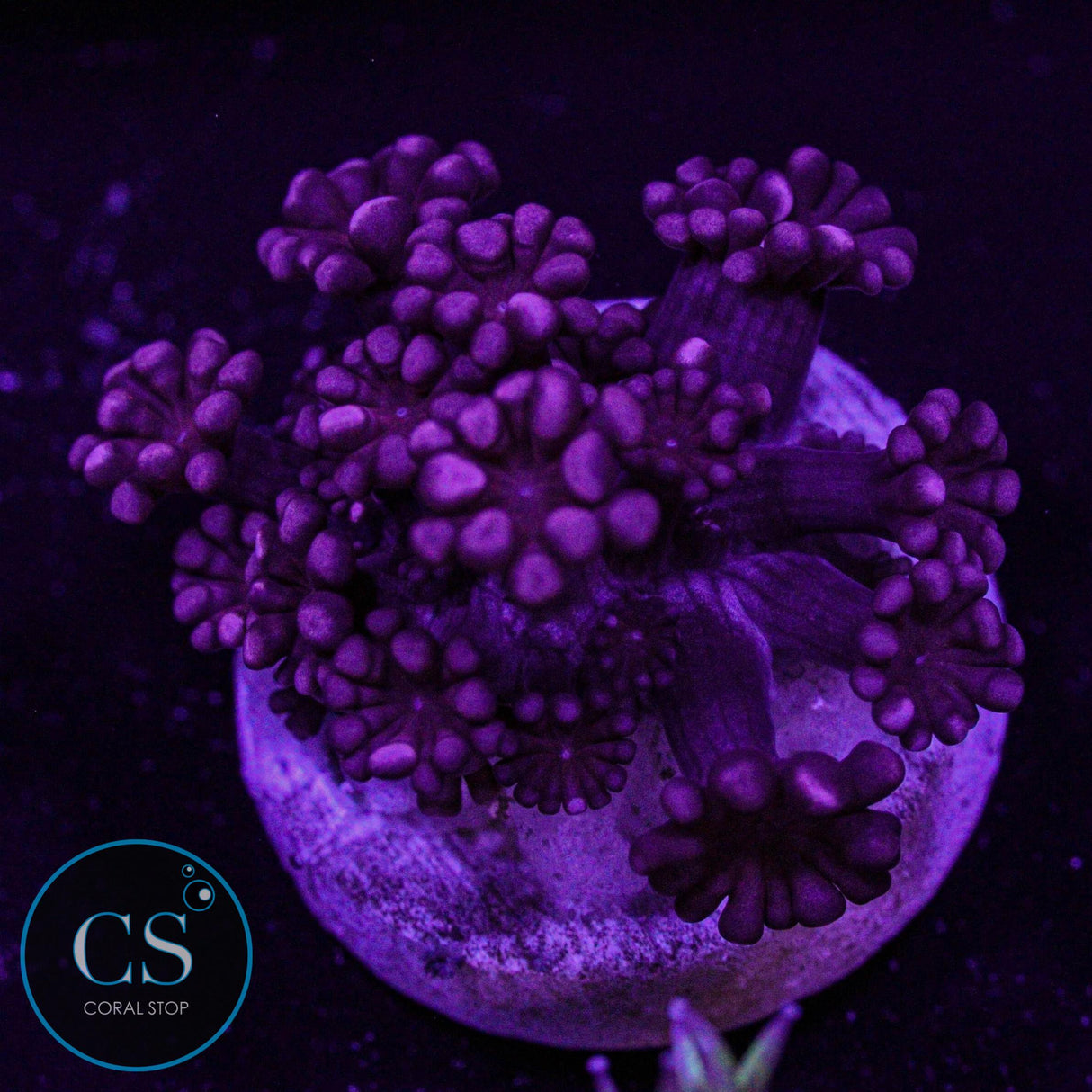 Rare Ruby Red Alveopora