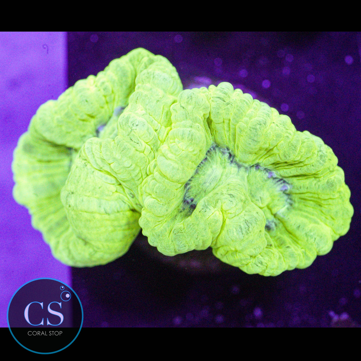 Kryptonite Candy Cane