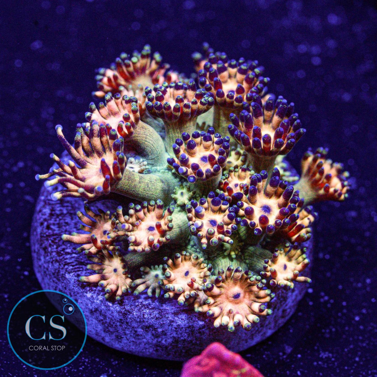 Grandmaster Goniopora