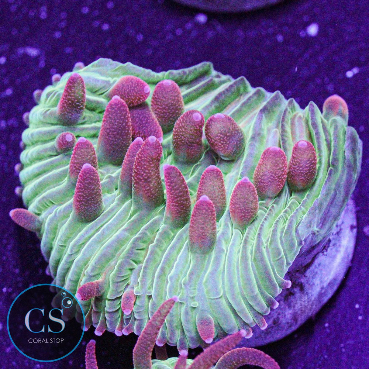 Flame Tip Diaseris Plate