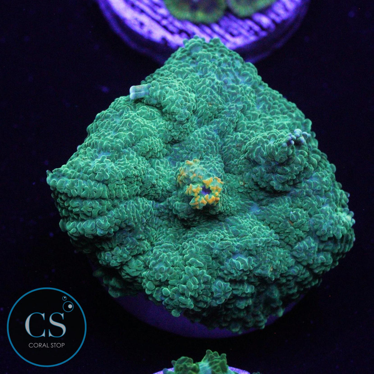 YELLOW MOUTH RHODACTIS MUSHROOM