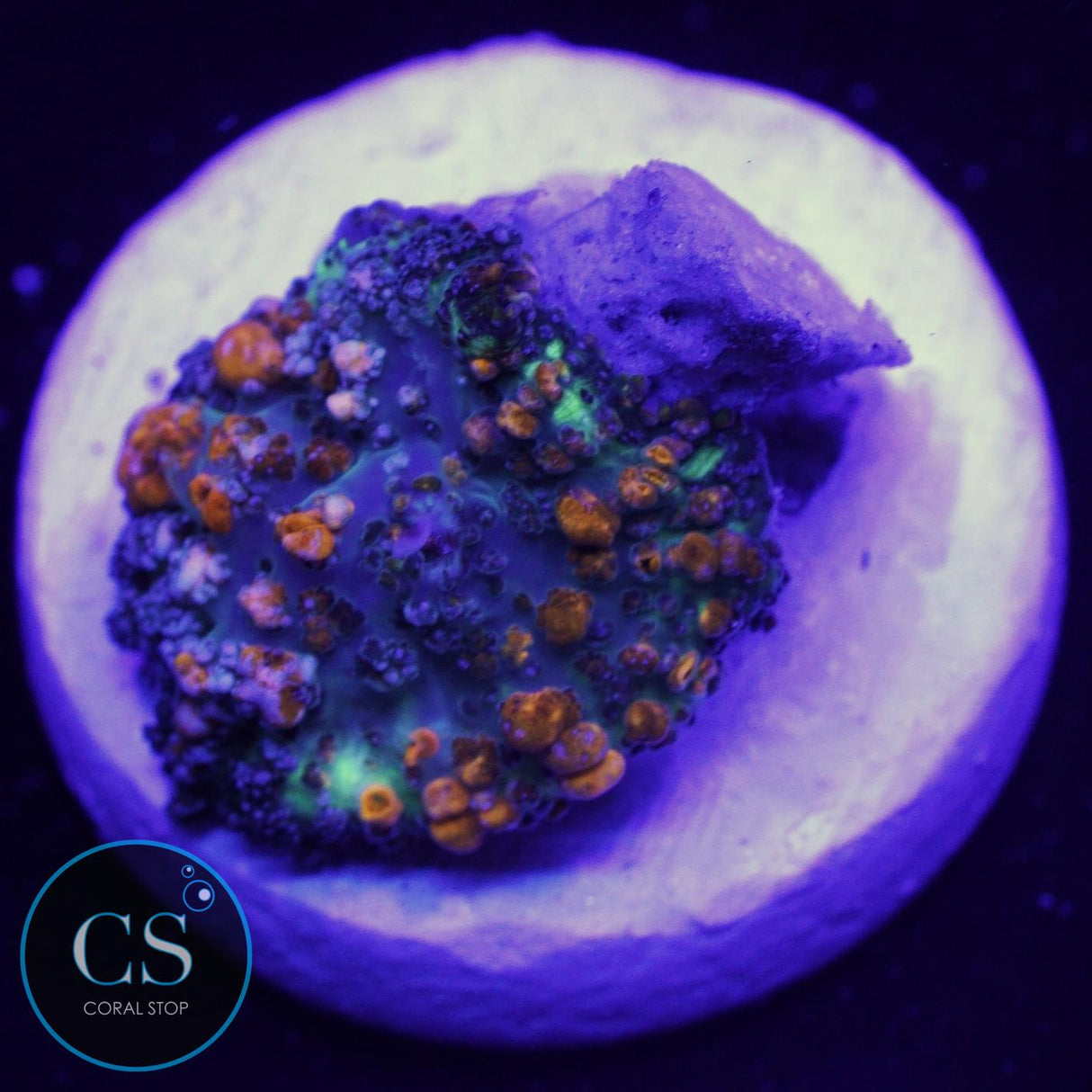 SUNKIST BOUNCE MUSHROOM