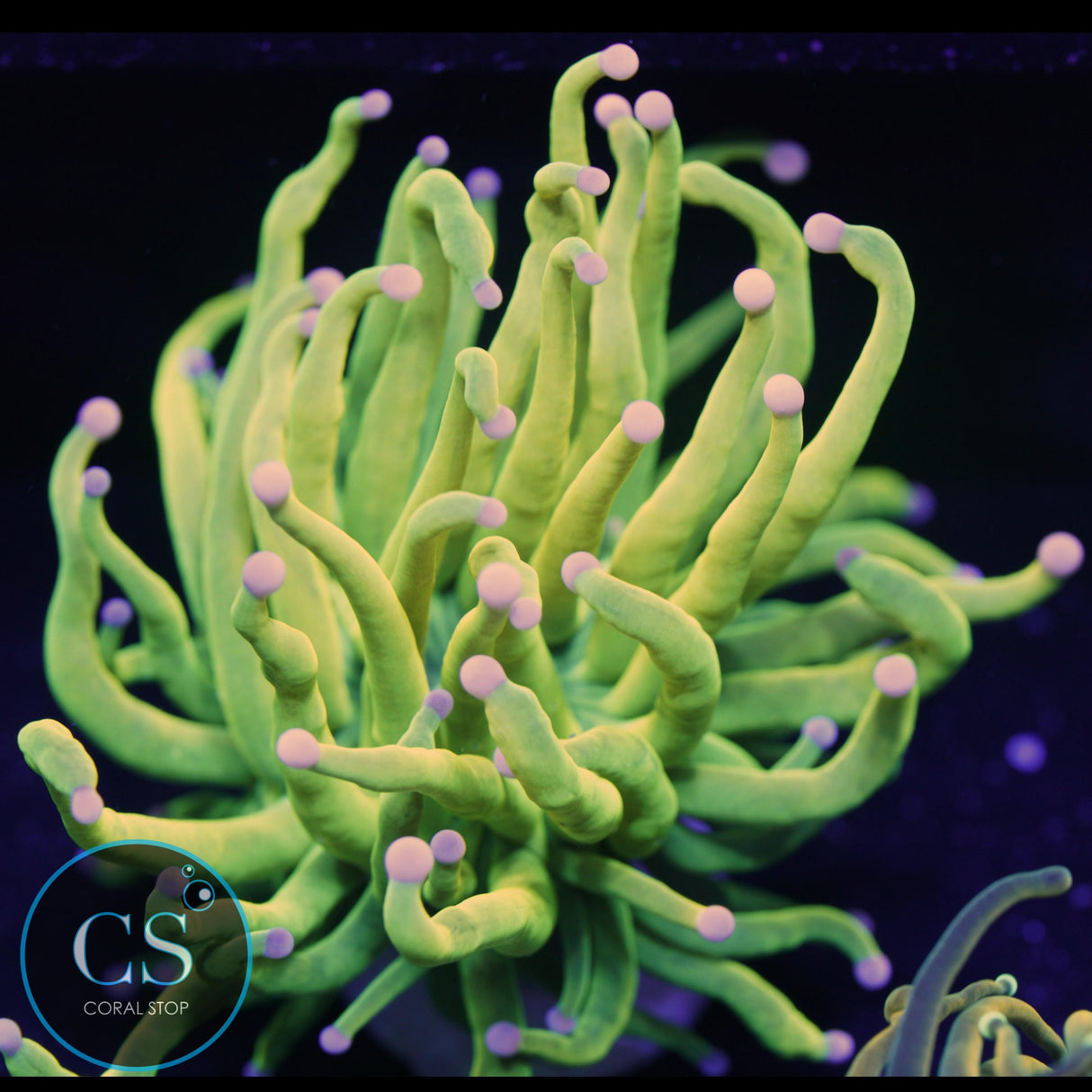 COTTON CANDY HOLY GRAIL TORCH