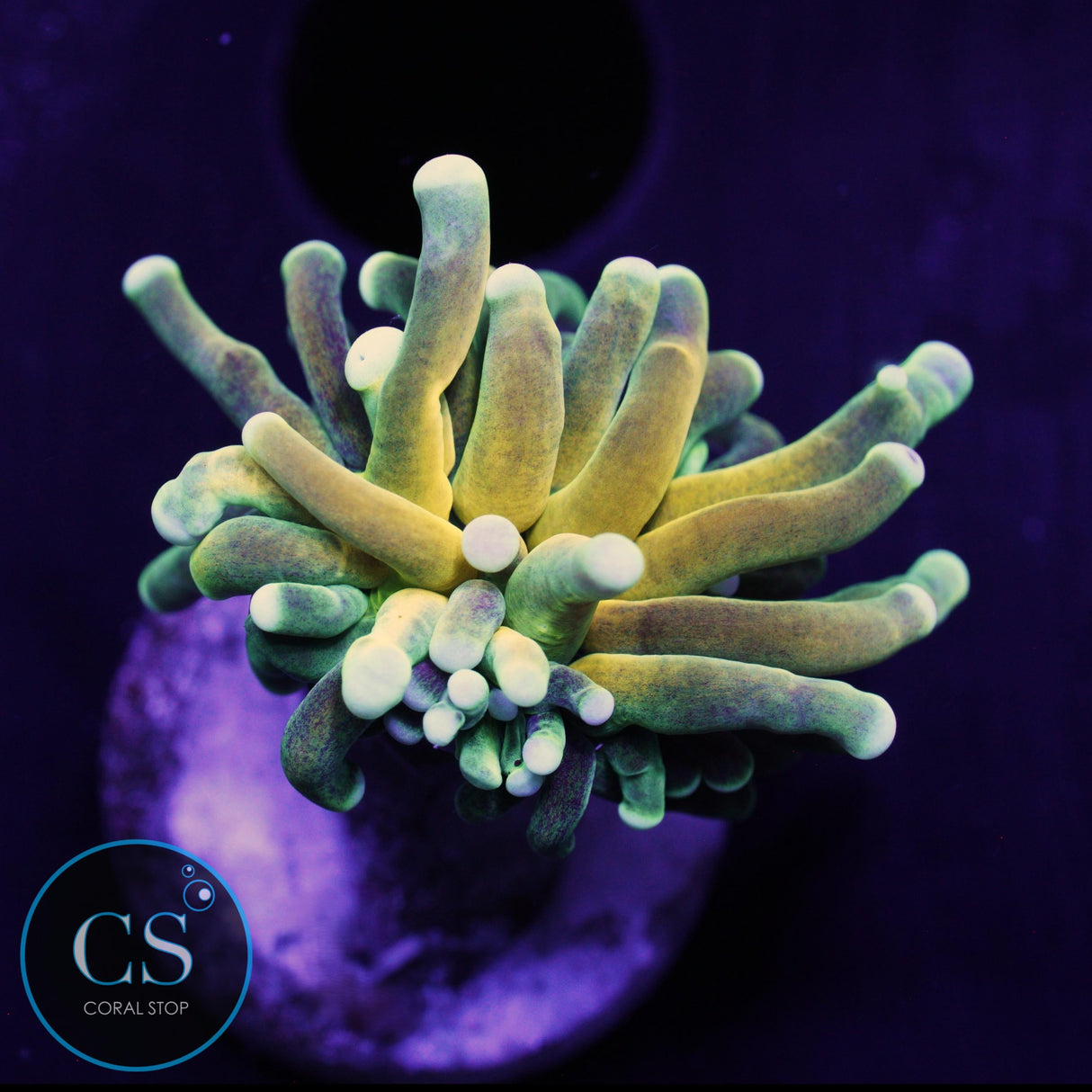 ULTRA BRANCH TIGER TORCH