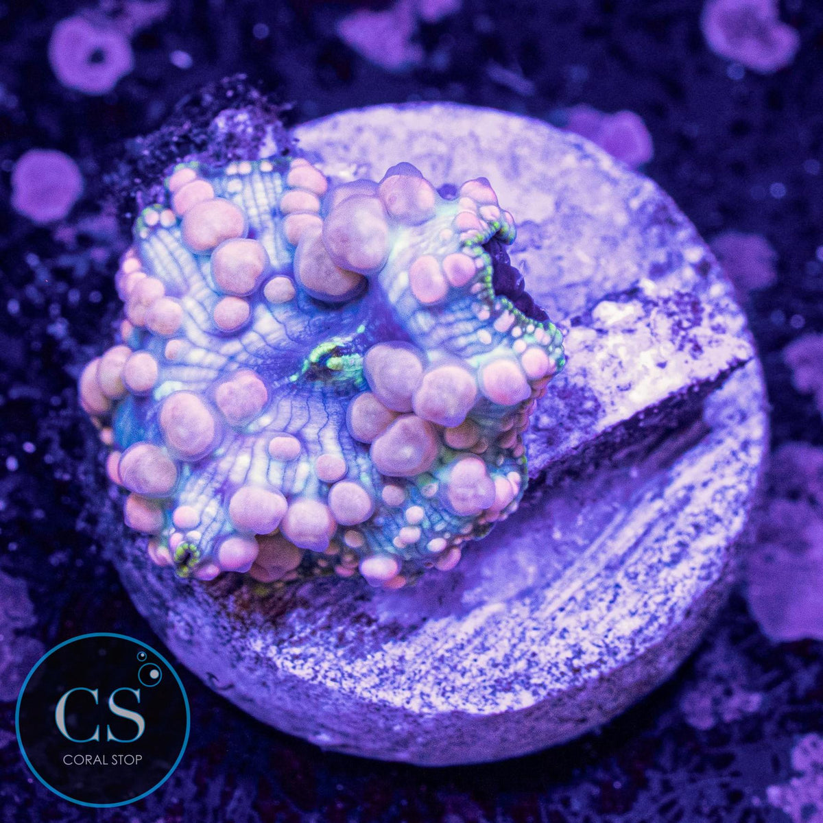 Neptune Bounce Mushroom