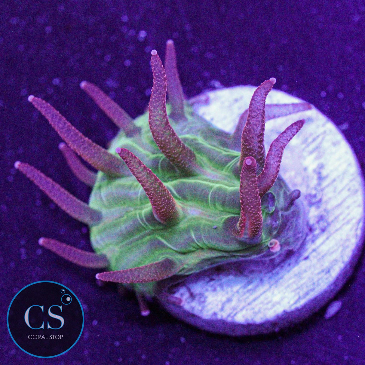 Flame Tip Diaseris Plate