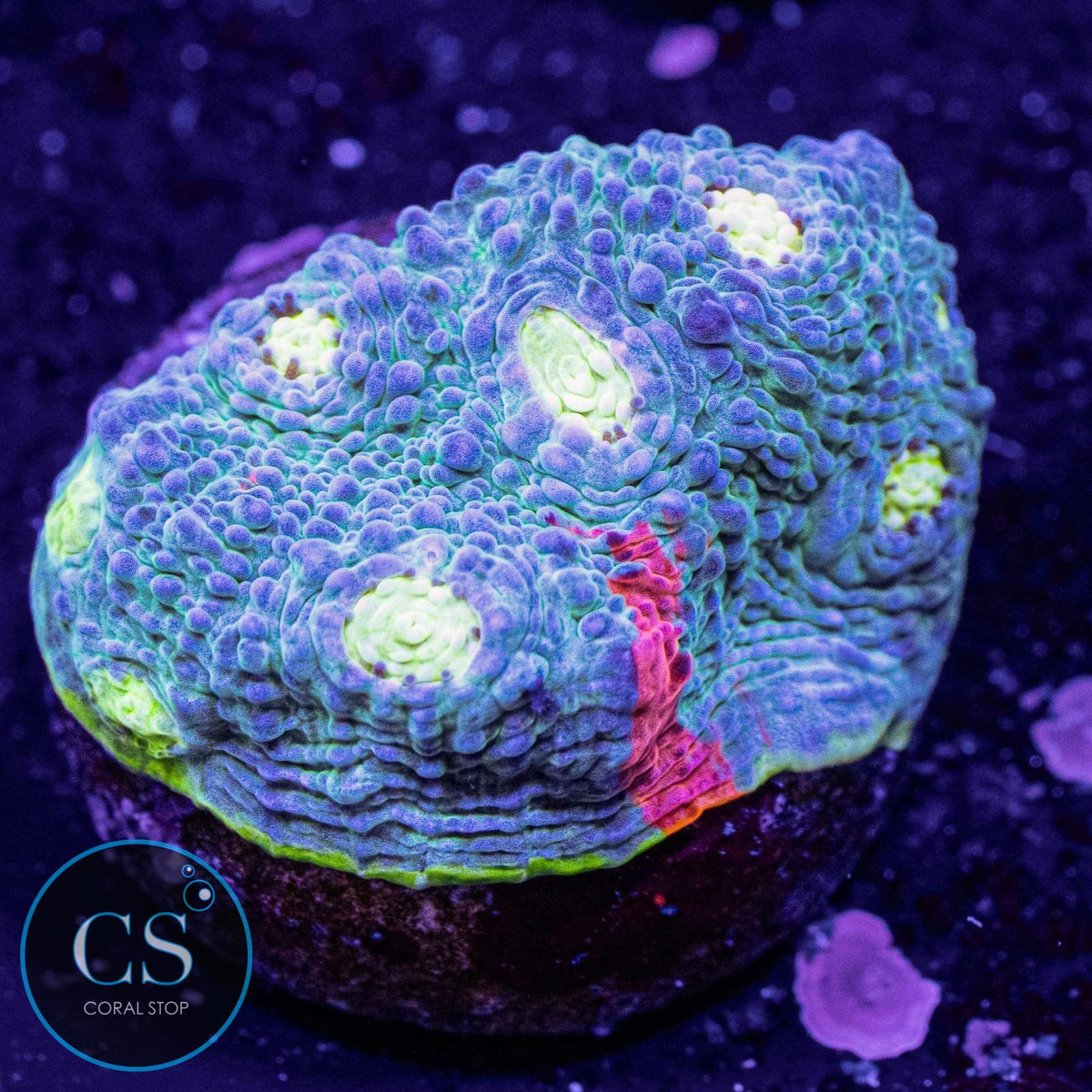 Jellybean Rainbow Chalice