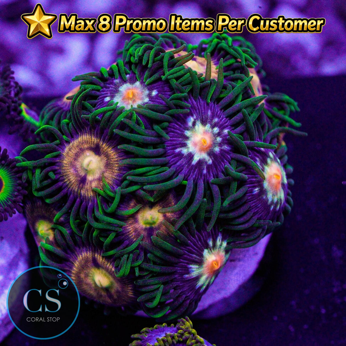Combo Zoa