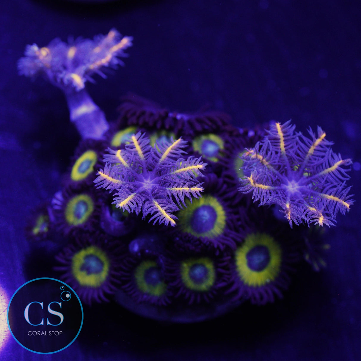 BELLADONNA CLOVE POLYP COMBO