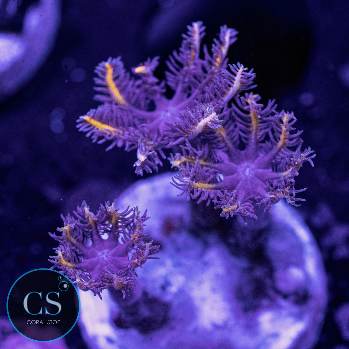 Gold Clove Polyps