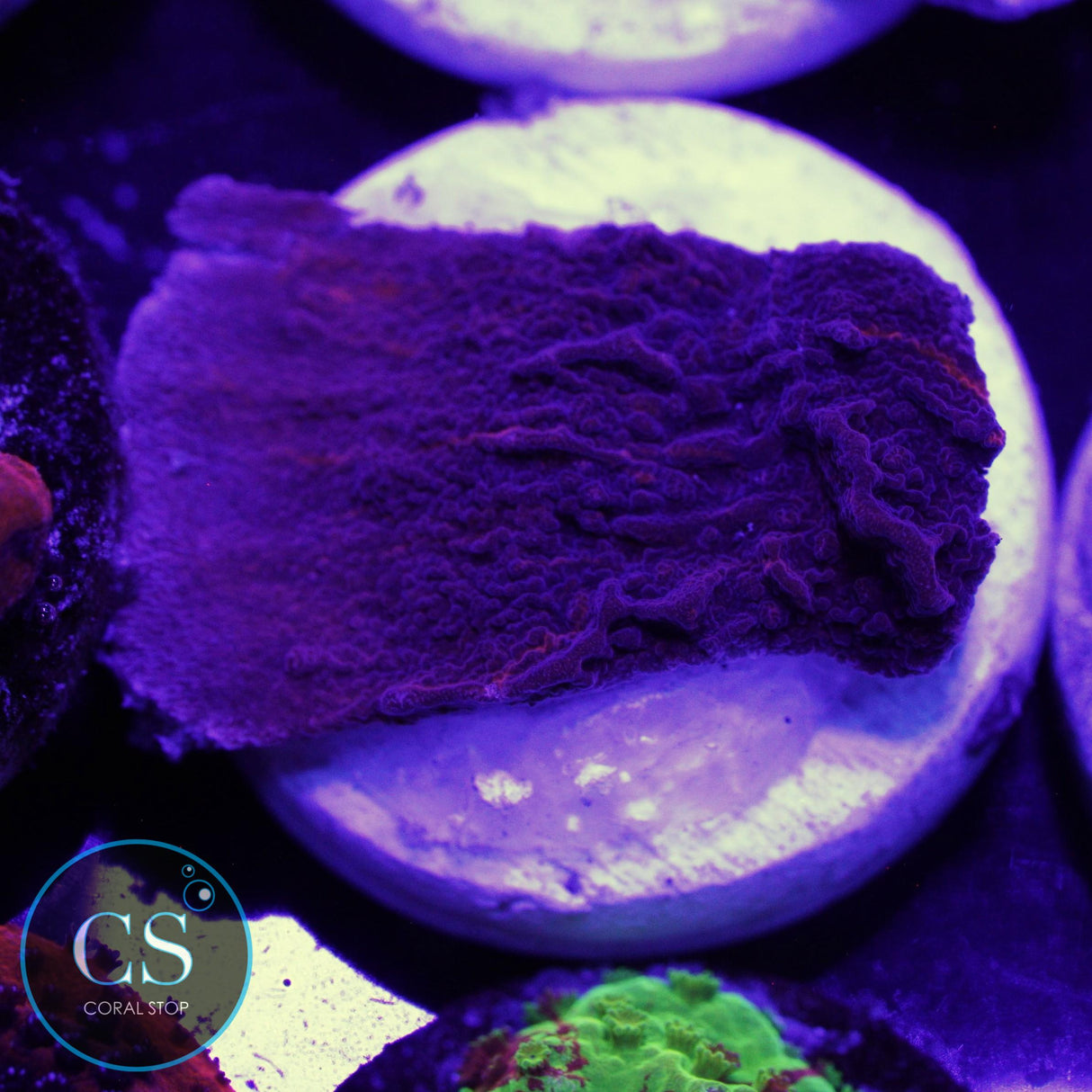 CHERRY GARCIA GRAFTED MONTI