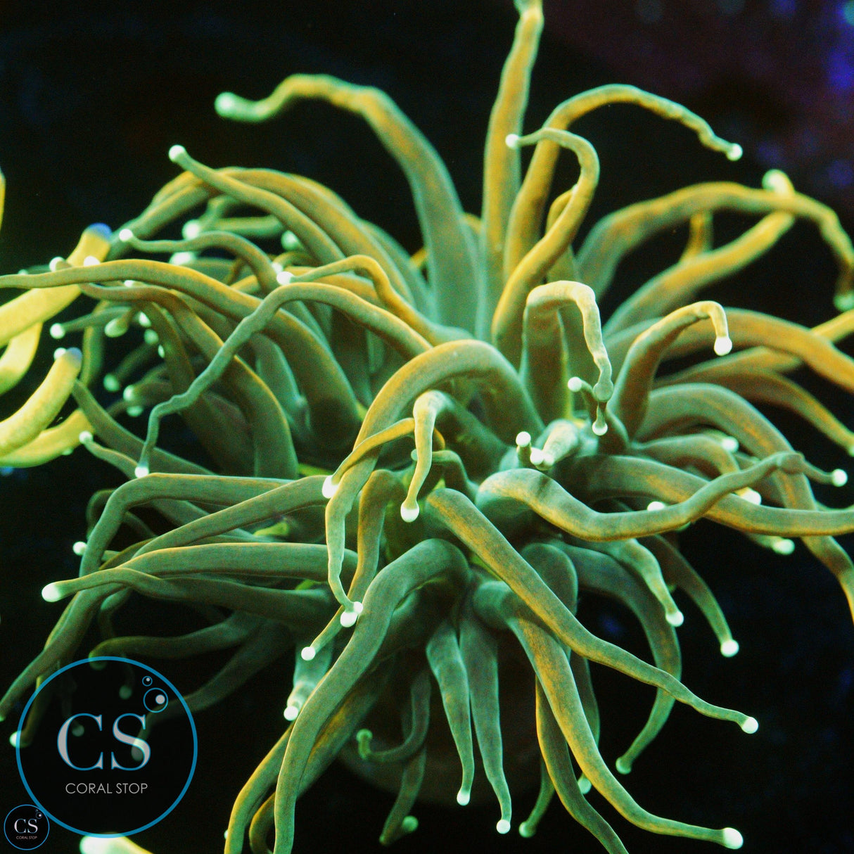 TSA HOLY MOLY GOLD TORCH