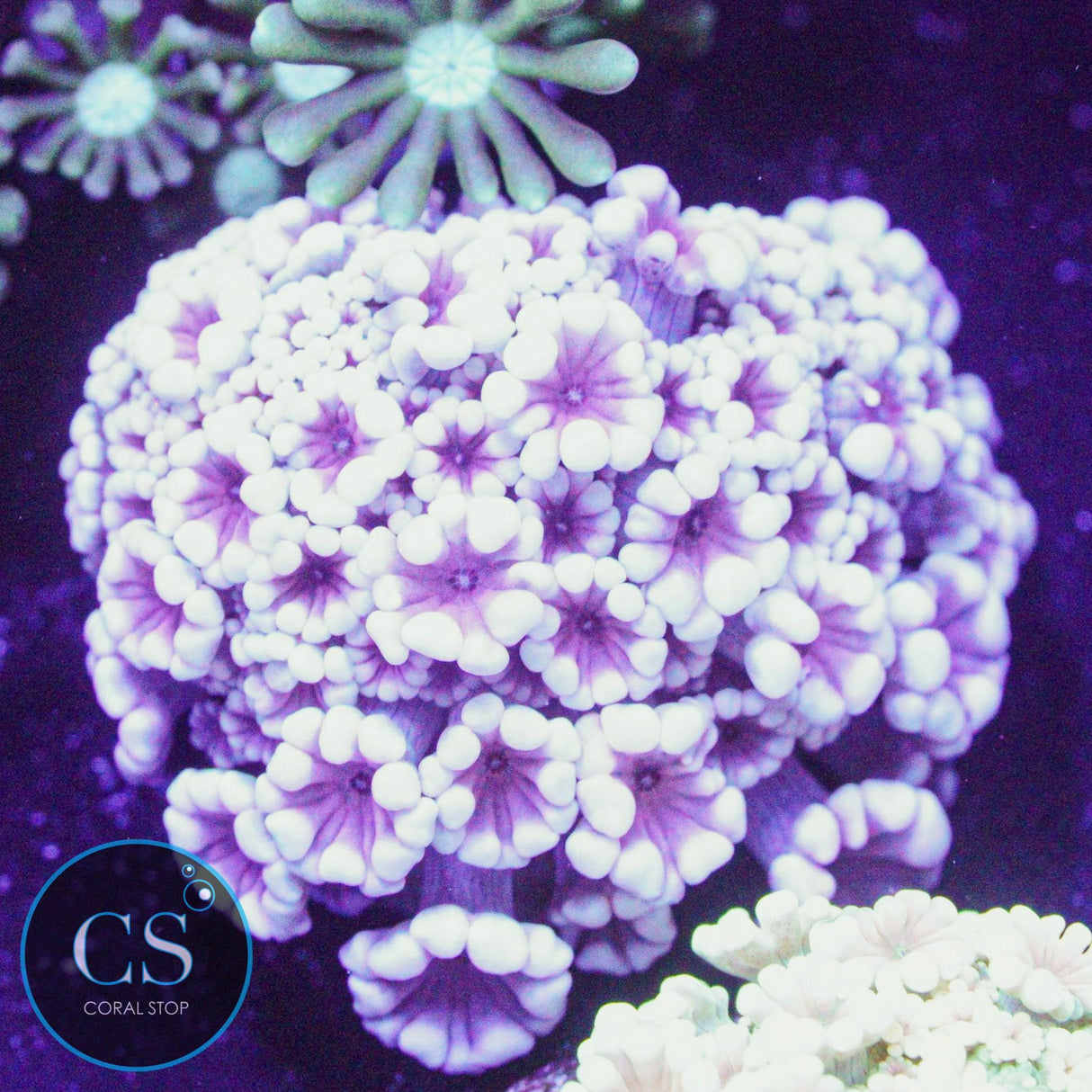 Ghost Of Valentine Alveopora