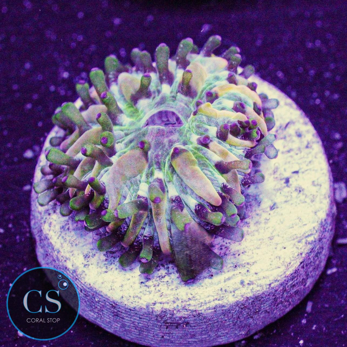 CC Creamsicle Plate