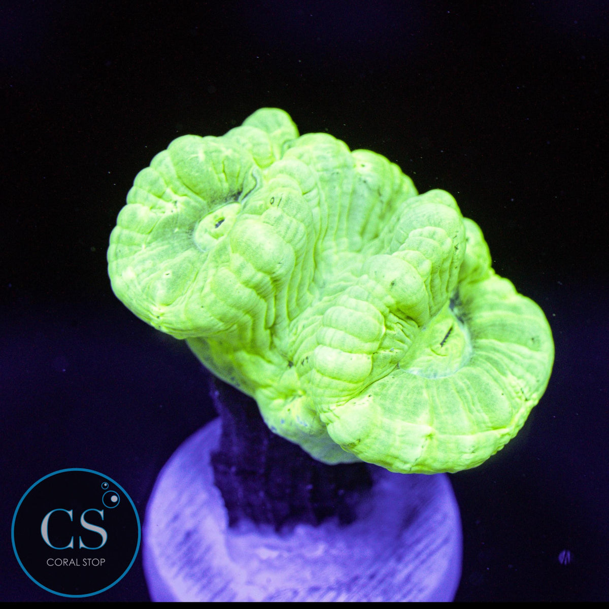 Kryptonite Candy Cane