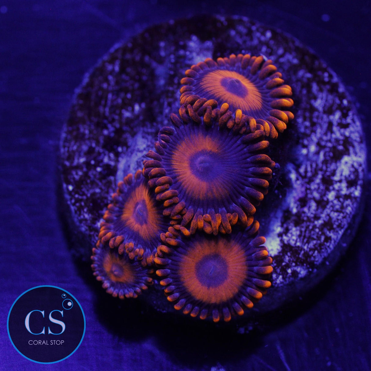 ORANGE OXIDE ZOA