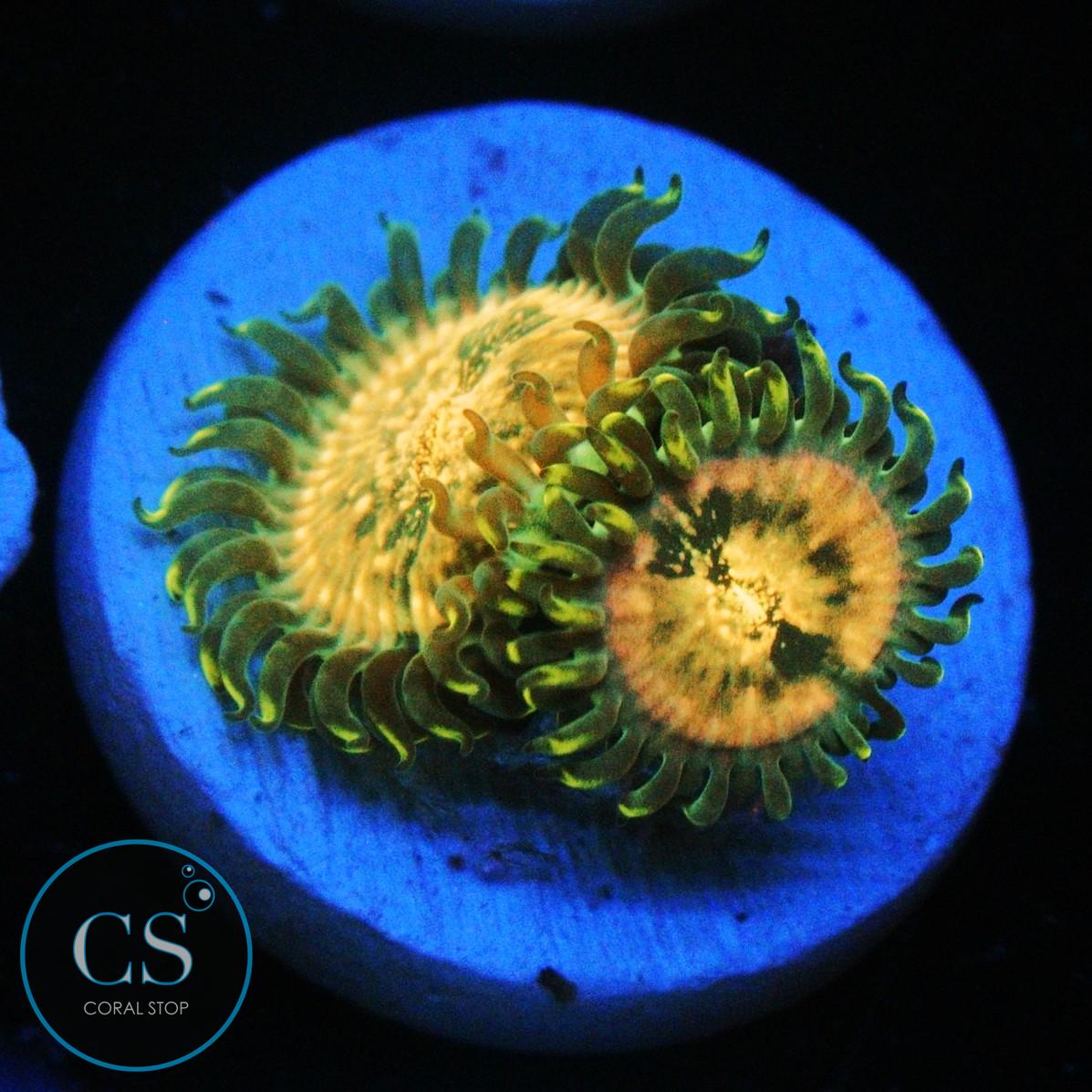 HAWAIIAN DING DANG ZOA