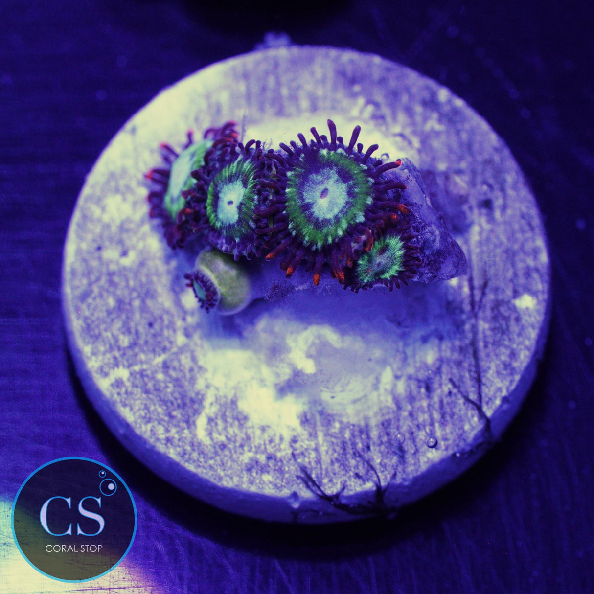 TREEHOUSE ON FIRE ZOA